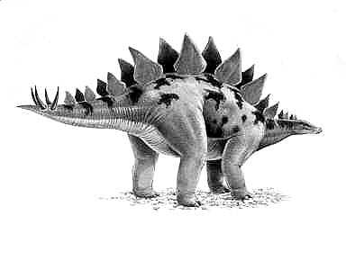Stegosaurus reference