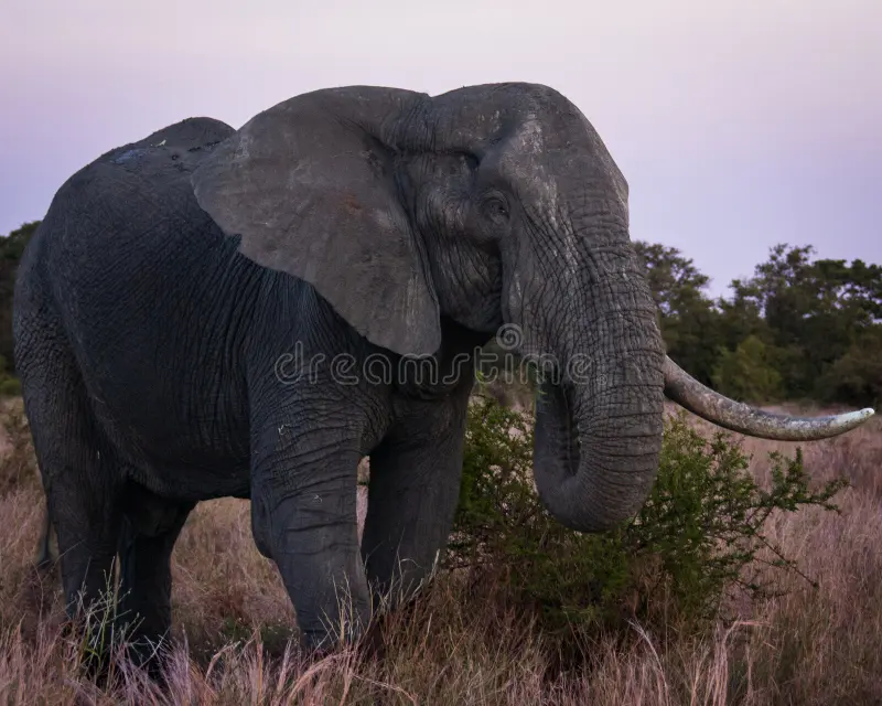 Majestic African Elephant in Natural Habitat. High quality photoA powerful African elephant stands in the wild, showcasing its massive tusks and textured skin. Captured in a natural savanna setting, this high-quality wildlife image is ideal for conservation campaigns, travel promotions, and educational materials focusing on African fauna. African elephant habitat stock images, royalty-free photos and pictures