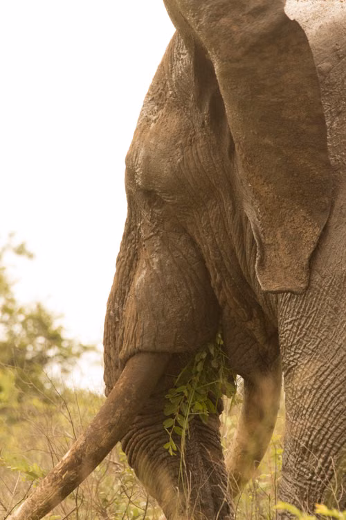 African Elephant in the wild