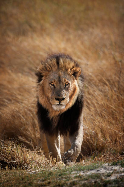 animal lion wildlife africa predator danger wilderness safari savanna botswana okavango delta kruger nature - african lion natural habitat stock pictures, royalty-free photos & images