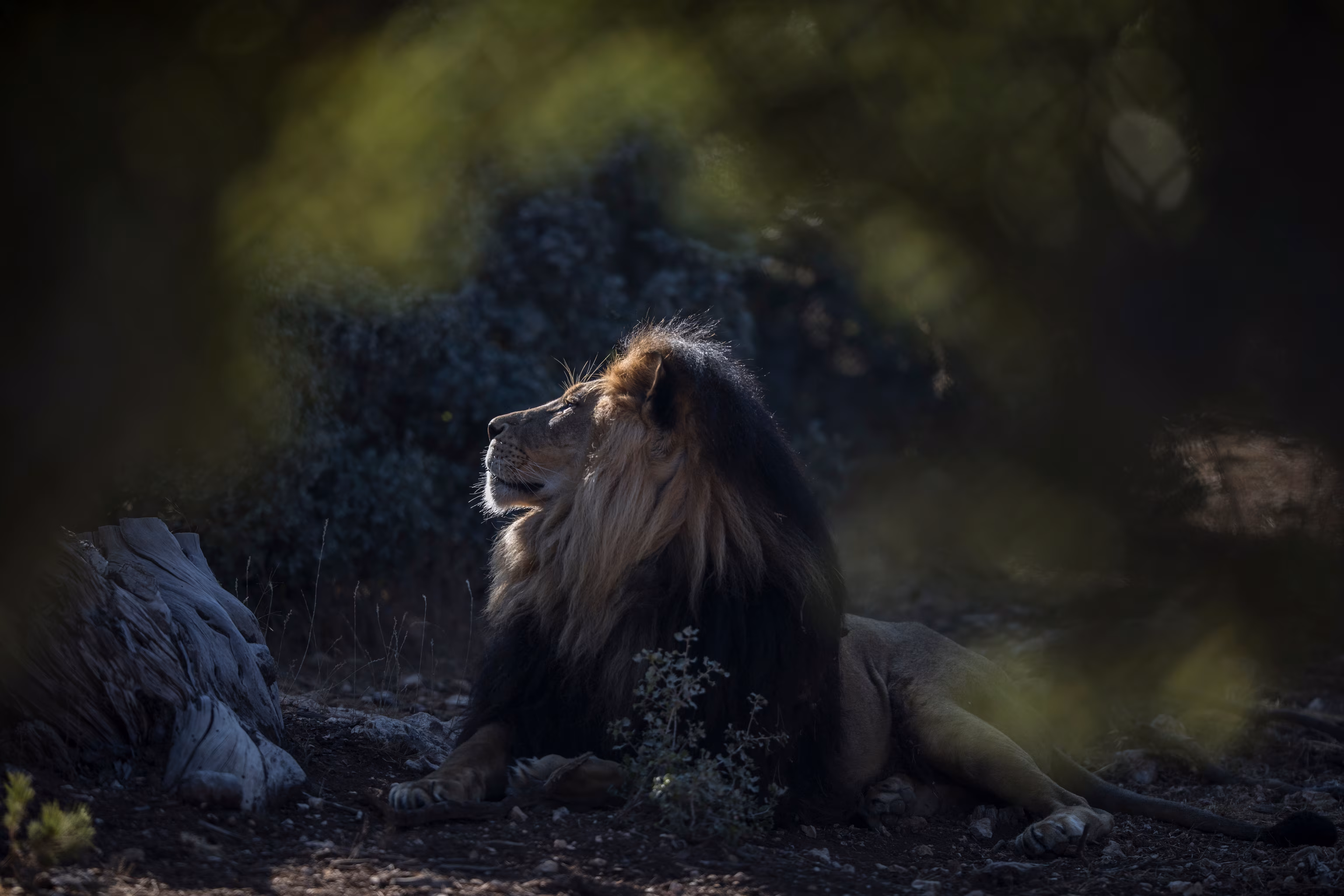 African Lion in the wild