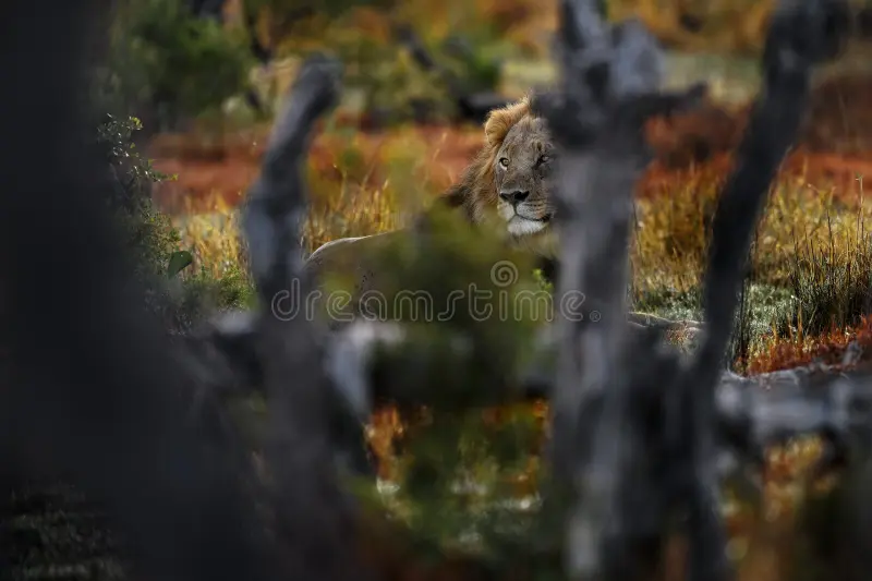 Africa lion landscape. Africa wildlife. Lion hidden in the green vegetation. Forest African lion in the nature habitat, green trees, Okavango delta, Botswana in Africa, red grass. African habitat lion stock images, royalty-free photos and pictures