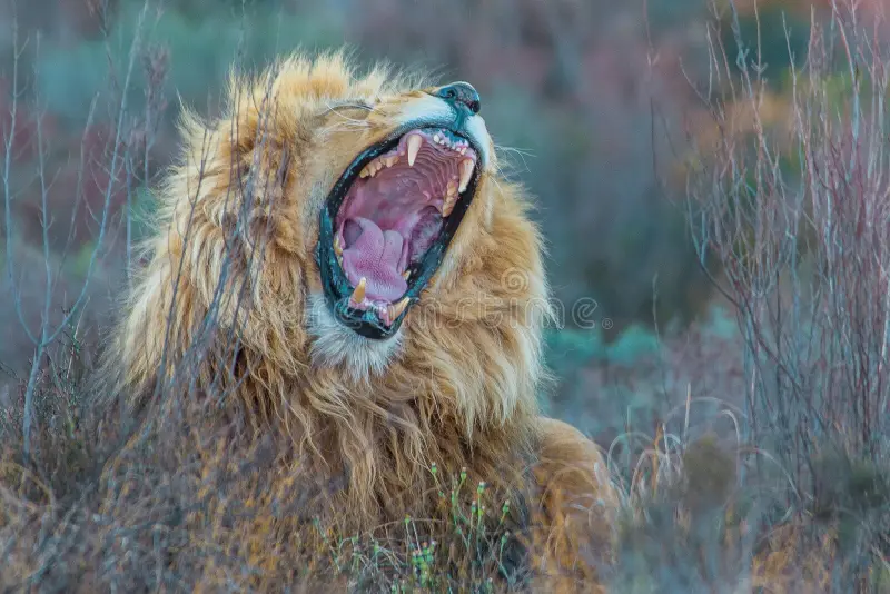 A magnificent male African lion (*Panthera leo*) with a thick, golden mane is captured mid-roar. Its mouth is wide open, revealing sharp teeth and a pink tongue. The backdrop is a natural habitat with dry grasses and shrubs typical of the African savanna. The lion's mane appears untamed, blending with the surrounding vegetation, highlighting its majestic presence in the wild. African habitat lion stock images, royalty-free photos and pictures