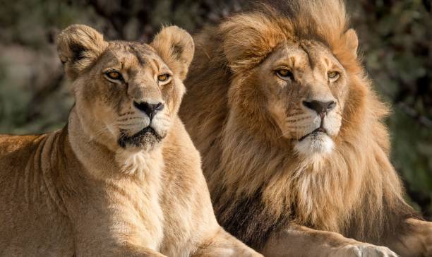 Majestic African lion couple loving pride of the jungle - Mighty wild animal of Africa in nature Majestic African lion couple loving pride of the jungle - Mighty wild animal of Africa african lion natural habitat pictures stock pictures, royalty-free photos & images