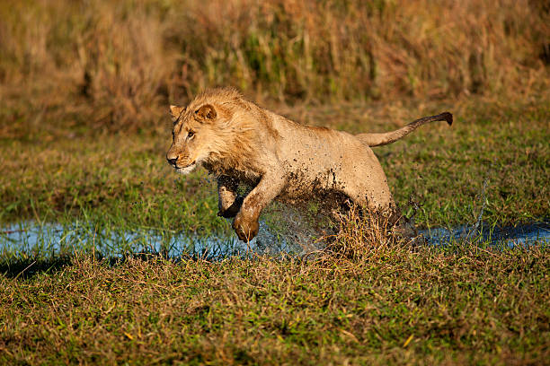 wildlife Africa, lion, water, rain season, wildlife african lion natural habitat pictures stock pictures, royalty-free photos & images