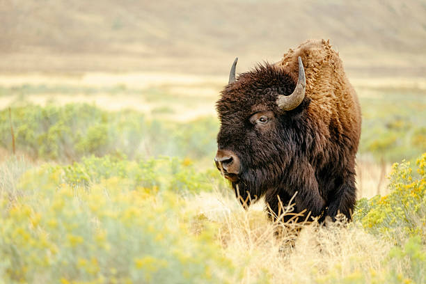 North American Bison A North American Bison stands in the wild, looking into the distance. american bison habitat pictures stock pictures, royalty-free photos & images