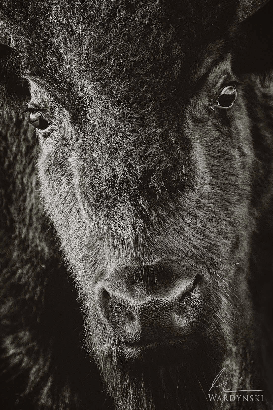Fine Art Limited Edition Wildlife Photography | &copy; Mike Wardynski     The American Bison is unlike any other wildlife in...