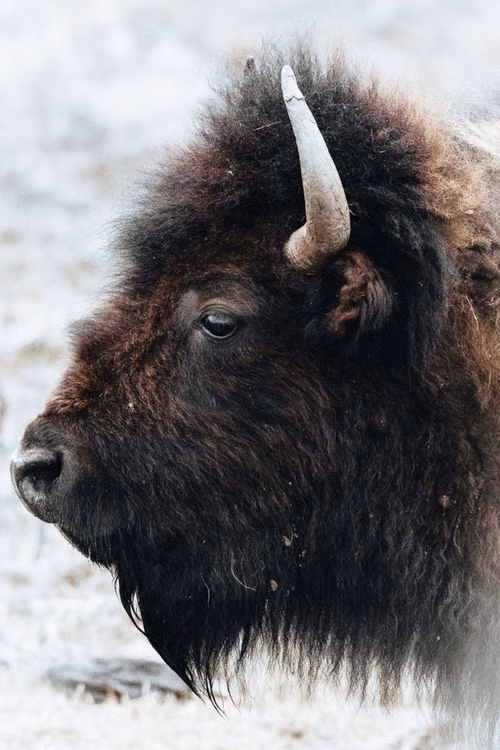 Free Close-up of an American bison with its horn visible, capturing the essence of winter wildlife. Stock Photo