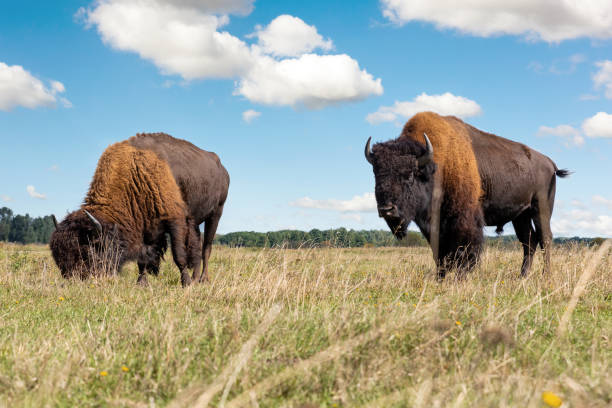 Pair of big american bison buffalo walking by grassland pairie and grazing against blue sky landscape on sunny day. Two wild animals eating at nature pasture. American wildlife background concept Pair of big american bison buffalo walking by grassland pairie and grazing against blue sky landscape on sunny day. Two wild animals eating at nature pasture. American wildlife background concept. american bison habitat pictures stock pictures, royalty-free photos & images
