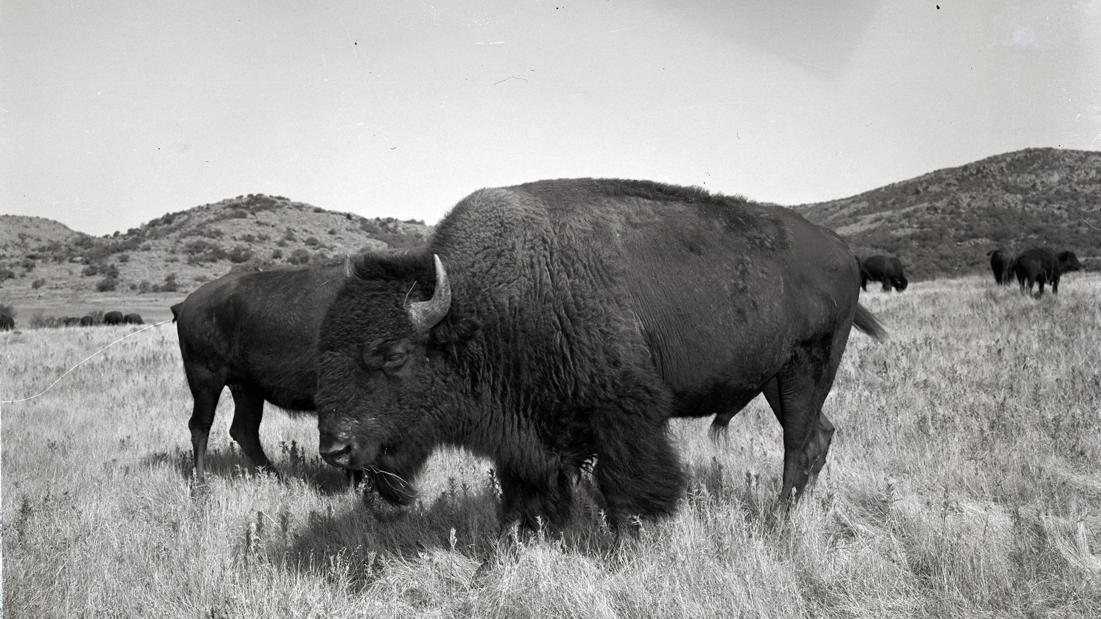 American Bison in the wild