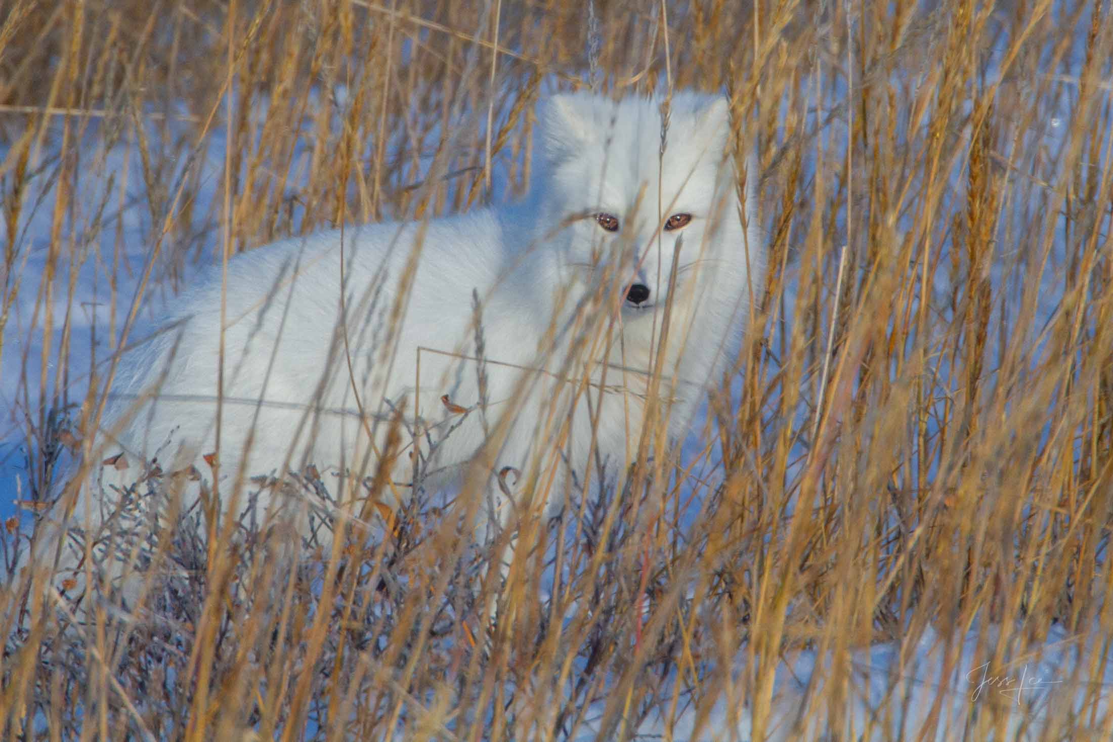 Arctic Fox Photo 3 presented in Limited Edition of 250, Exclusive high-resolution Museum Quality Fine Art Prints. Wildlife Photo of a Arctic Fox.