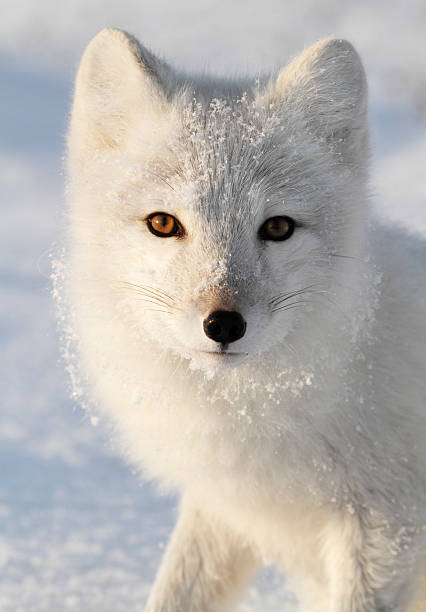 Arctic Fox. Polar fox. Wildlife. Arctic,  Kolguev Island, Russia. arctic fox stock pictures, royalty-free photos & images