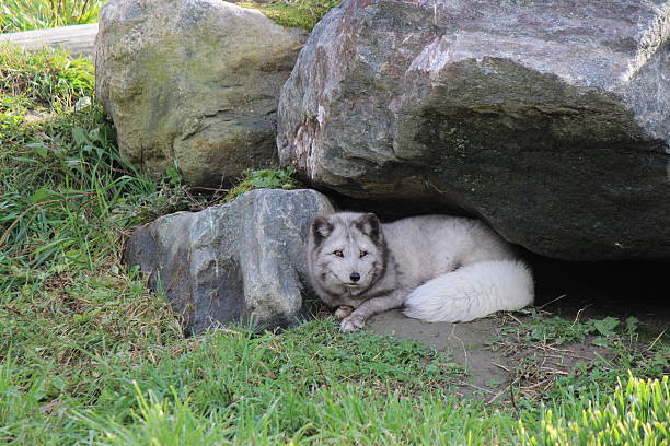 Young White Arctic Fox in Its Rocky Den Amazing nature photo of a young white Arctic Fox lying in its den of large rocks in the wild.  Its thick fur is grey and brown and silver in color but will turn to white as it matures and gets older.  the fluffy fur on its tail is clearly visible.  The fox is alert and peering into the distance. arctic fox den stock pictures, royalty-free photos & images