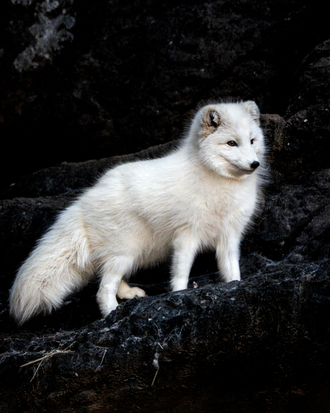 Arctic Fox in the wild