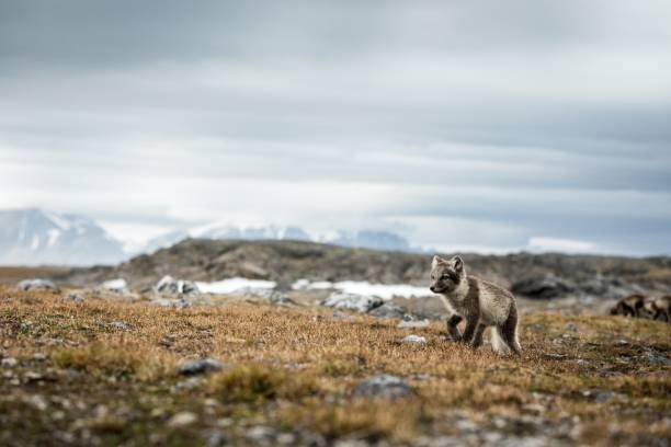 Arctic Fox cub near their den, Vulpes lagopus, in the nature rocky habitat, Svalbard, Norway, wildlife scene, action, arctic glacier and mountain covered by snow in background,cute young mammals, wild Arctic Fox cub near their den, Vulpes lagopus, in the nature rocky habitat, Svalbard, Norway, wildlife scene, action, arctic glacier and mountain covered by snow in background,cute young mammals, wild arctic fox stock pictures, royalty-free photos & images