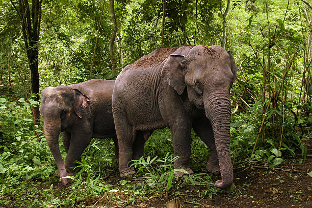 two asian elephants walking side by side in a dense green forest in thailand, showcasing wildlife in their natural habitat during daytime for eco-tourism, nature lovers, and conservation themes - asian elephant habitat stock pictures, royalty-free photos & images