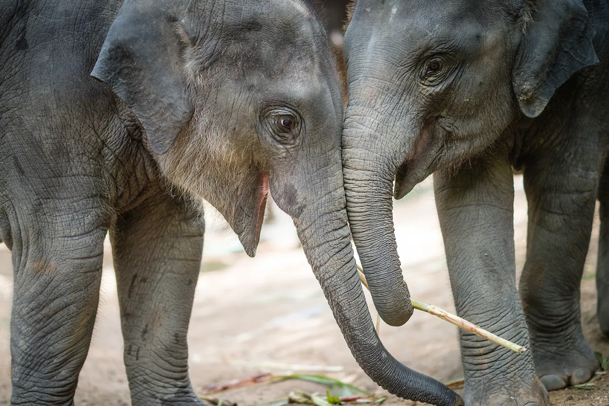 Asian Elephant flying