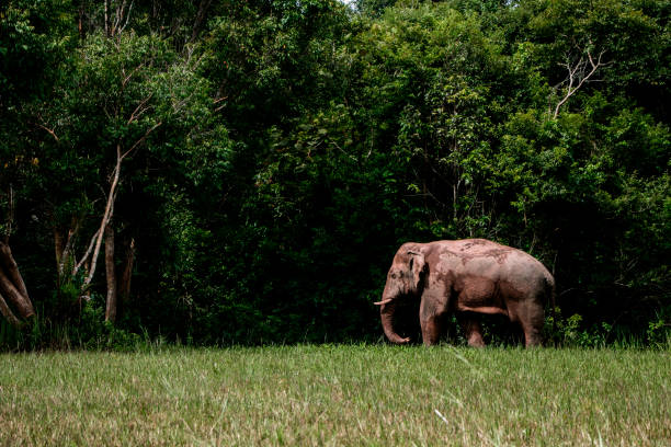 elephant wildlife walking through the meadow in the morning - asian elephant habitat stock pictures, royalty-free photos & images