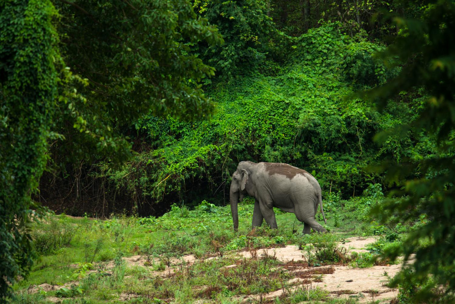 Asian elephant - Huai Kha Khaeng Wildlife Sanctuary