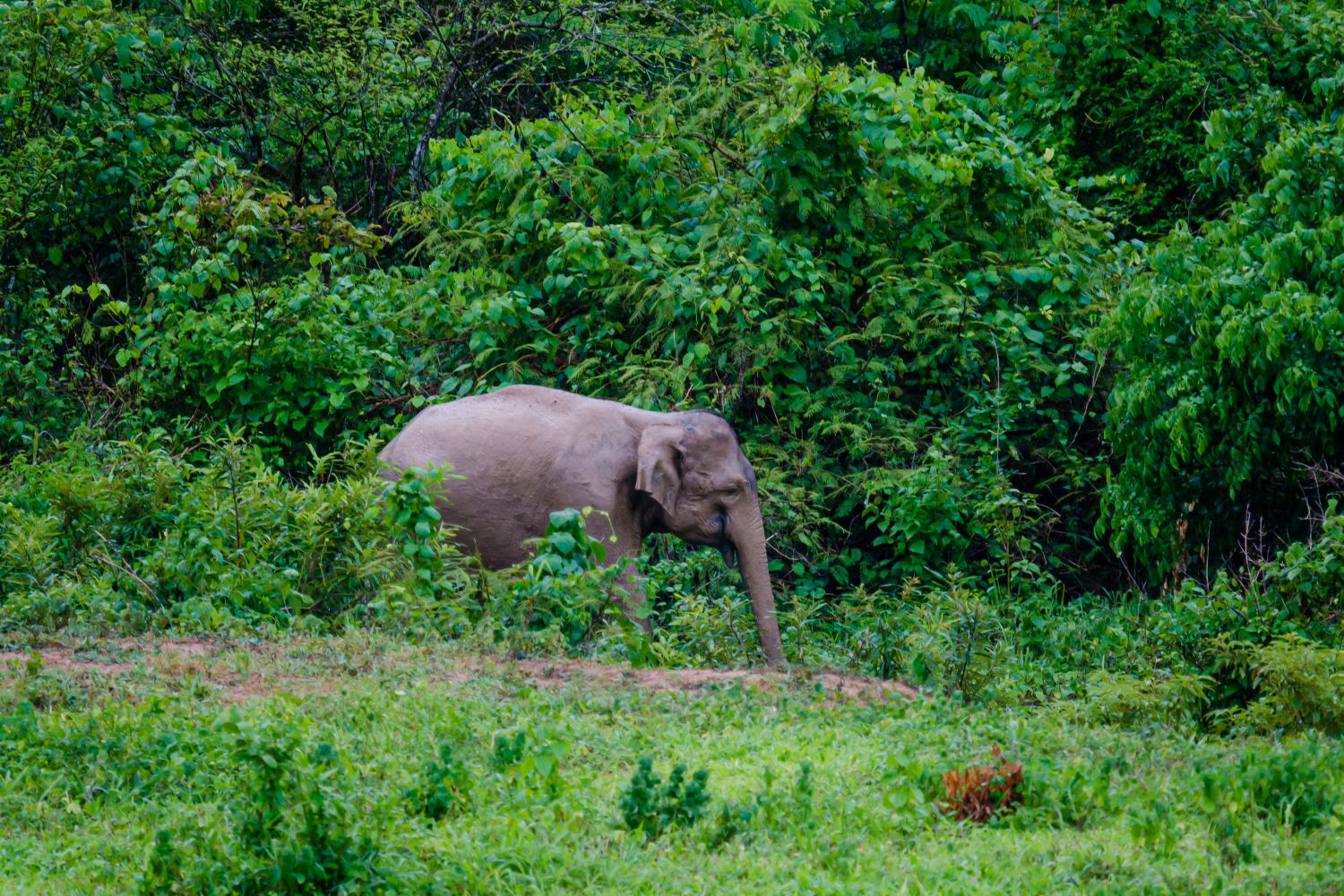 Asian Elephant in the wild