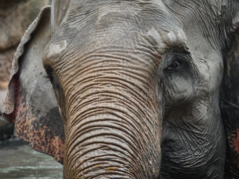Close up portrait of Asian elephant standing in water with detailed wrinkled skin and expressive eye, powerful wildlife animal in natural habitat. Asian elephant stock images, royalty-free photos and pictures