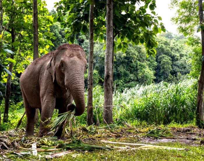 Asian elephant eating in a cleared area in thailand