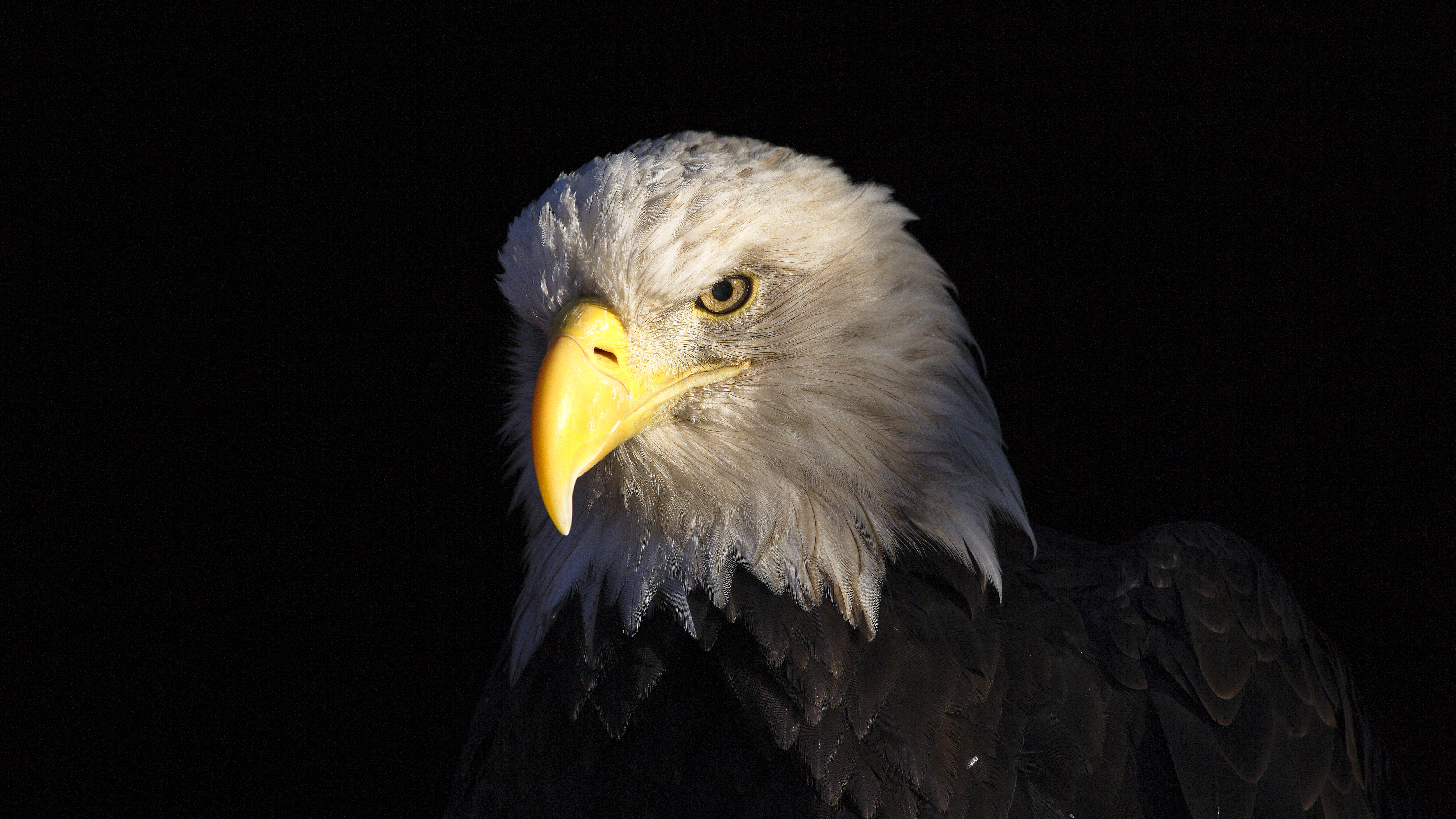 Bald eagle with prey showing feeding behavior in the wild