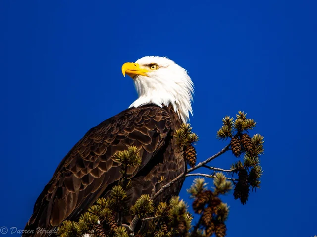 r/wildlifephotography - Some of my favorite Bald Eagle shots.