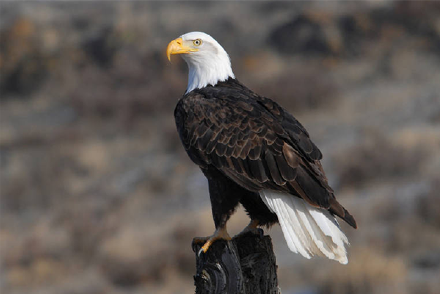 Adult bald eagle perches atop a tree stump