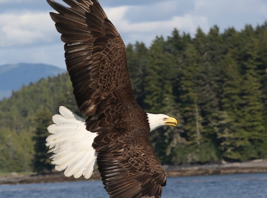 Bald Eagle in the wild
