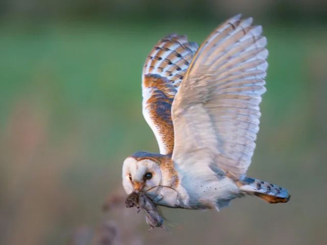 r/wildlifephotography - Photographed a barn owl with some prey this morning I had to share!