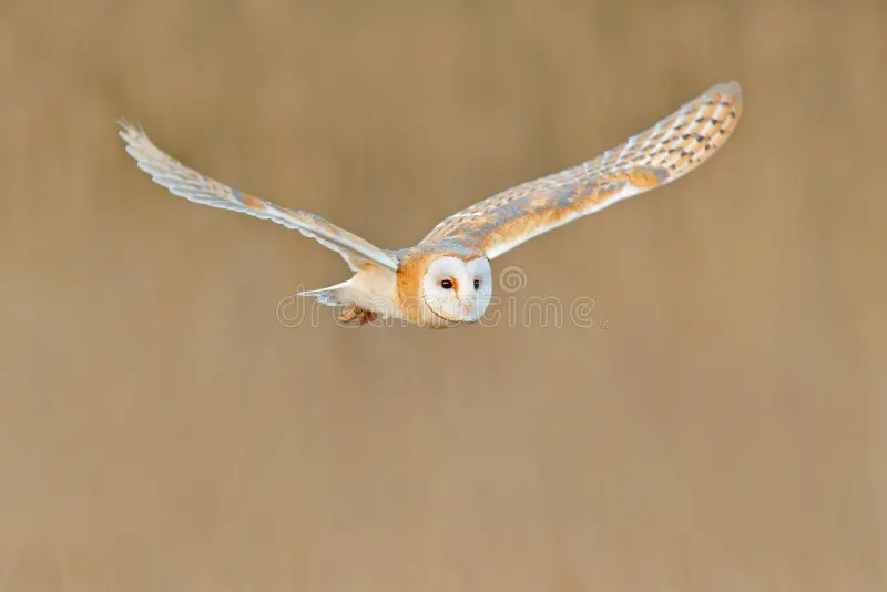 Barn Owl in the wild