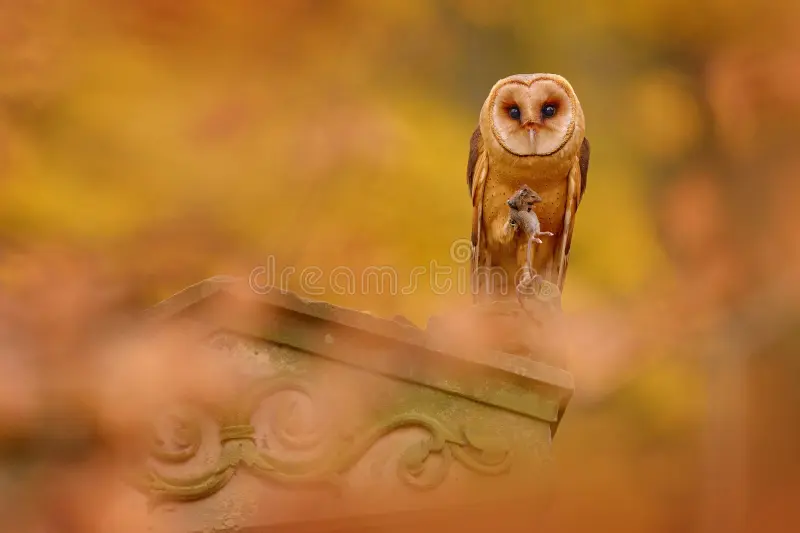 Autumn wildlife. Barn owl catch the mouse in nature. Barn Owl, Tyto alba, flight above orange grass in the morning. Wildlife bird scene from nature. Barn owl stock images, royalty-free photos and pictures