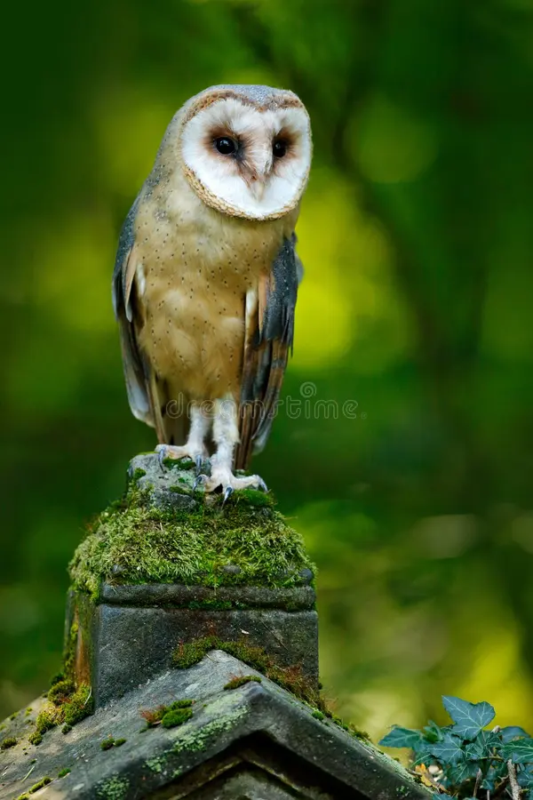 Magic bird barn owl, Tito alba, flying above stone fence in forest cemetery. Wildlife scene nature. Urban wildlife. Animal behaviour in wood. Nature Czech. Owl landing. Barn owl flying stock images, royalty-free photos and pictures