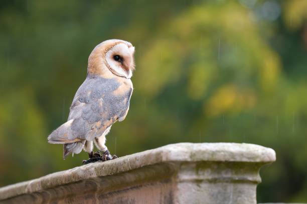 Urban wildlife scene with Barn owl Barn owl, Tyto alba, sitting on a railings of old castle, bird in urban habitat, Czech Republic. Wild owl with a house. Beautiful urban wildlife scene from nature. barn owl chick stock pictures, royalty-free photos & images