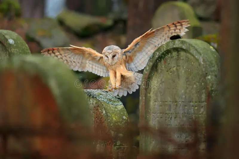 Urban wildlife. Magic bird barn owl, Tito alba, flying above stone fence in forest cemetery. Wildlife scene nature. Animal behaviour in wood. Barn owl fly, open wings, dark nature. Czech. Owl landing. Barn owl flying stock images, royalty-free photos and pictures