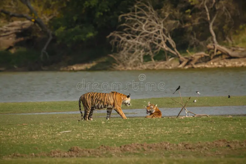 Tigers in the indian nature/wild animal in the nature habitat/India, big cats, endangered animals, what a look, close up, royal bengal tiger. Royal bengal tiger stock images, royalty-free photos and pictures
