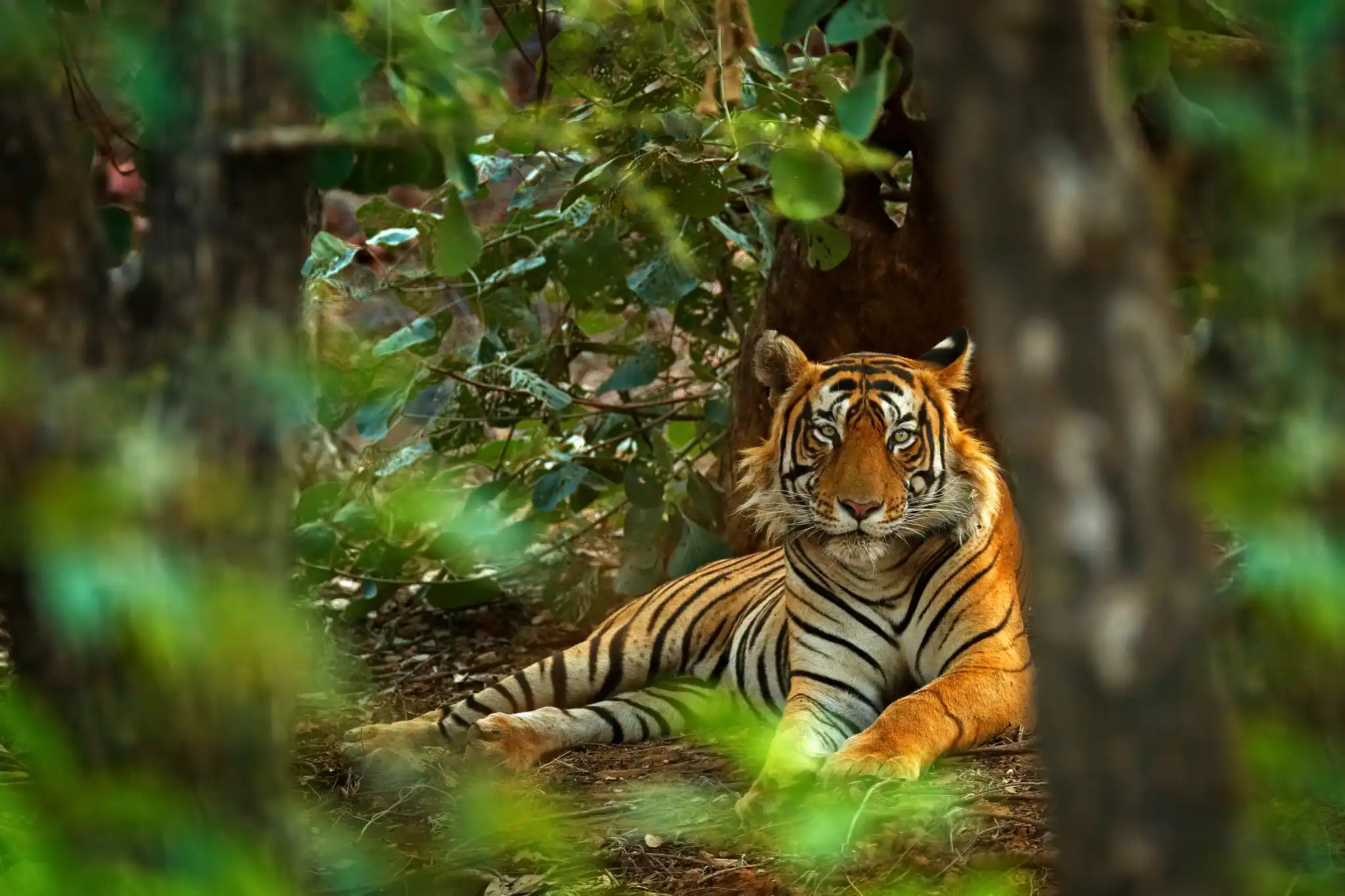 CAT St India Ranthambore National Park Bengal Tiger Shutterstock Ondrej Prosicky