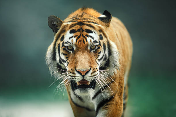Bengal Tiger in the wild