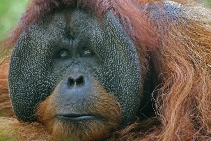 Male Bornean orangutan with cheekpads