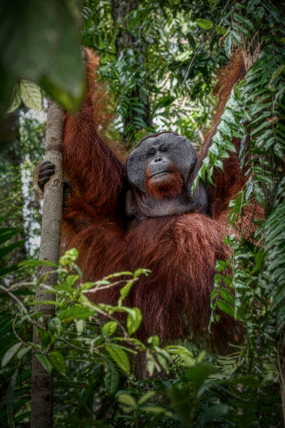 dominant male orang utan in a tree, wildlife shot - bornean orangutan stock pictures, royalty-free photos & images