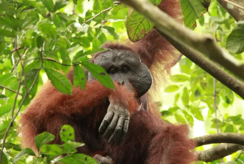 A close-up view of a large male Bornean orangutan sits in the treetops looking at the camera