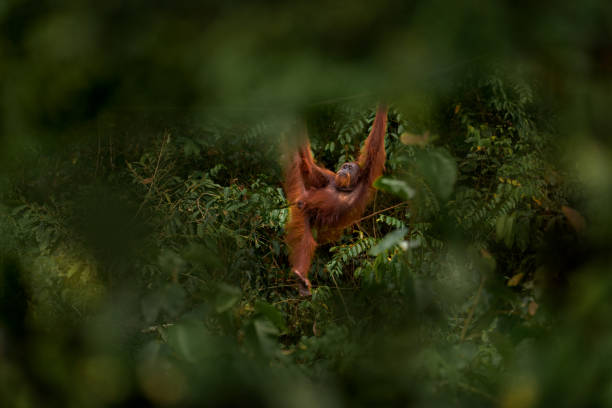 Bornean orangutan, Pongo pygmaeus, great ape animal in the tropic forest, Sabah, Kinabatangan river in Borneo, Malyasia. Orange fur coat monkey in the nature habitat. Rare mammal on the tree, Borneo. Bornean orangutan, Pongo pygmaeus, great ape animal in the tropic forest, Sabah, Kinabatangan river in Borneo, Malyasia. Orange fur coat monkey in the nature habitat. Rare mammal on the tree, Borneo. orangutan borneo stock pictures, royalty-free photos & images