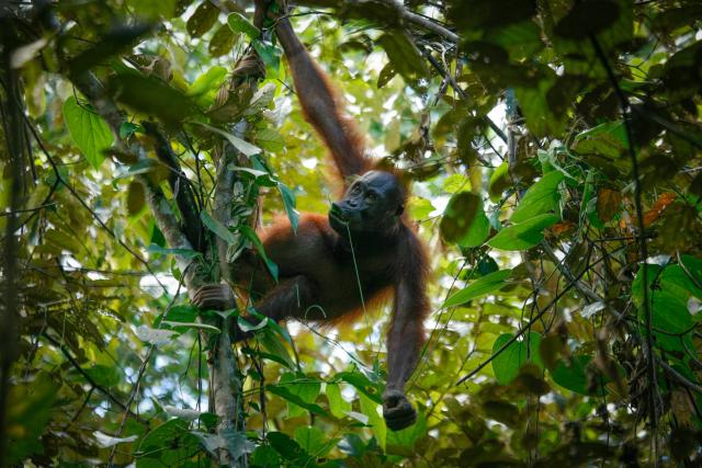 Bornean Orangutan