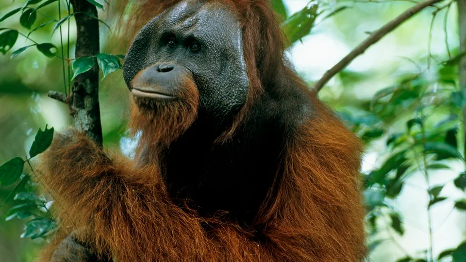 Bornean Orangutan in the wild