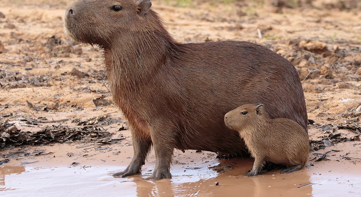 Capybara in the wild