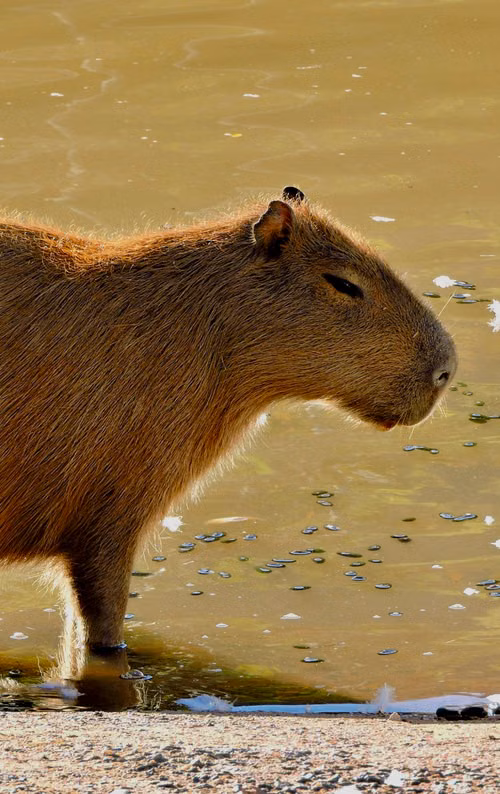 Free Side profile of a capybara standing by the edge of muddy water, enjoying a serene moment in nature. Stock Photo