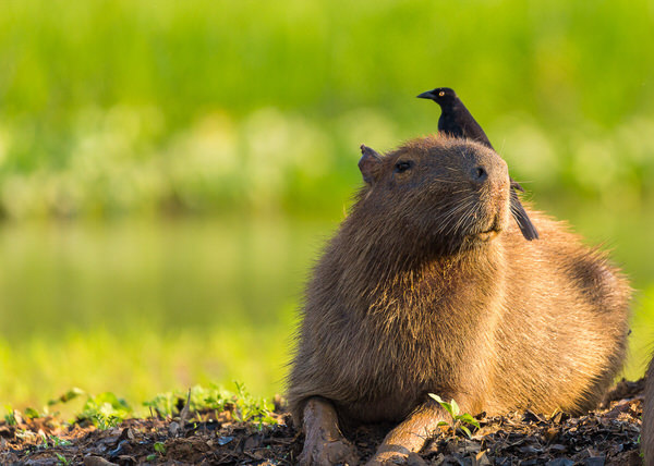 Capybara flying