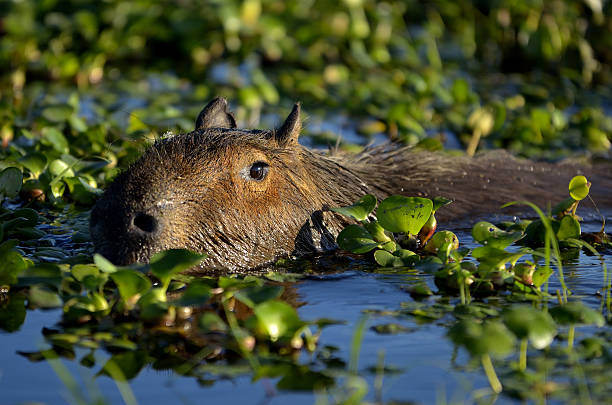 Capybara wildlife animal nature photography Capybara wildlife animal nature photography capybaras in the swamp stock pictures, royalty-free photos & images