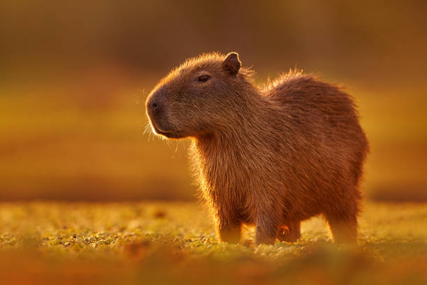 Brazil wildlife. Capybara, Hydrochoerus hydrochaeris, Biggest mouse near the water with evening light during sunset, Pantanal, Brazil. Wildlife scene from nature. Orange evening with cute mammal. Brazil wildlife. Capybara, Hydrochoerus hydrochaeris, Biggest mouse near the water with evening light during sunset, Pantanal, Brazil. Wildlife scene from nature. Orange evening with cute mammal. capybara stock pictures, royalty-free photos & images